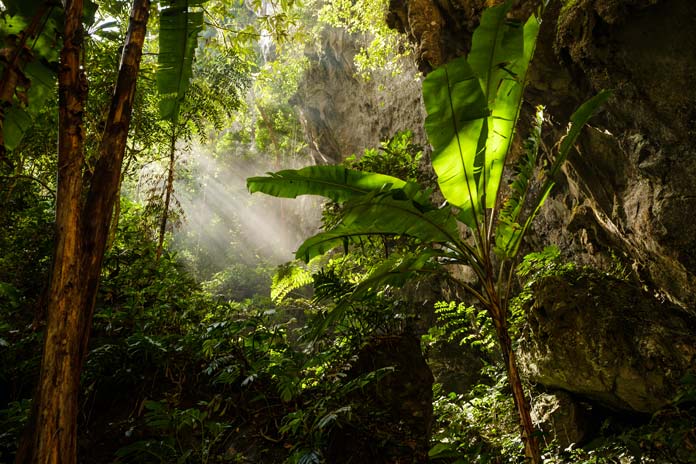 Flourishing vegetation in front of Son Doong Cave entrance.